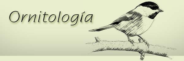banner orni